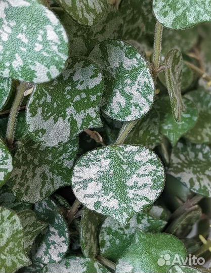 Хойи (мелкашечки)