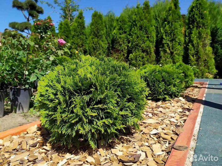 Туя западная Даника