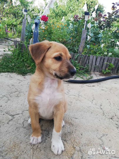 Щенок в добрые руки бесплатно