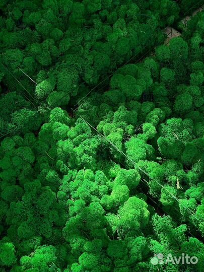 Стабилизированный Мох, Зеленые Оттенки