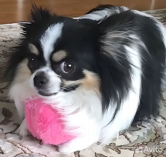 Робот мяч. Игрушка для собак/кошек