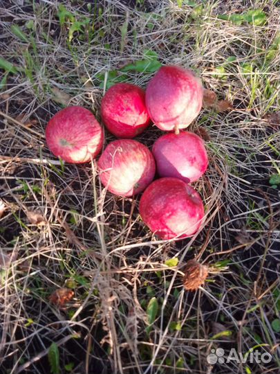 Яблоки домашние красные