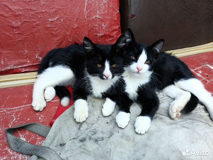 Кошка в дар