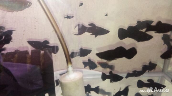 Настоящие Черные моллинезии