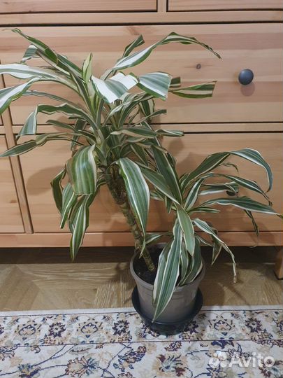 Пальма драцена