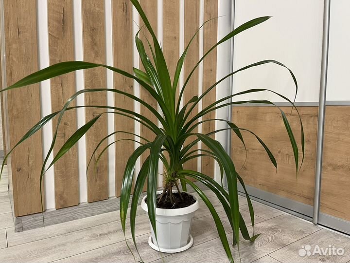 Панданус пальма комнатные цветы