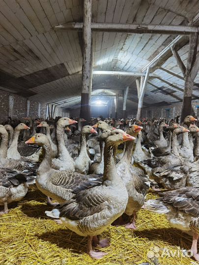 Гусаки проверенные на племя