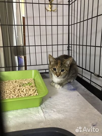 Котенок очень ищет дом