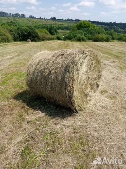 Сено в тюках 2023
