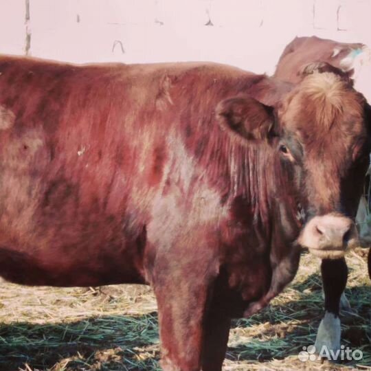 Ветеринарный врач/кастрация/стерилизация