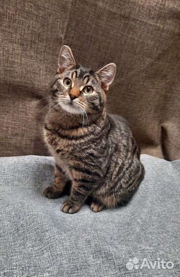 Безумно весёлый и игривый котик