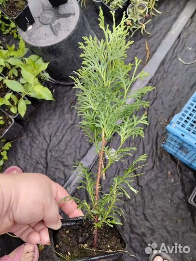 Хвойные растения