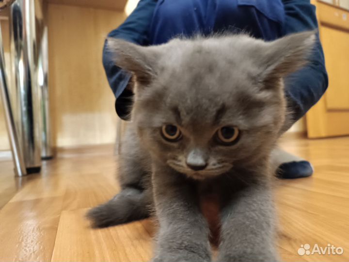 Котята в дар