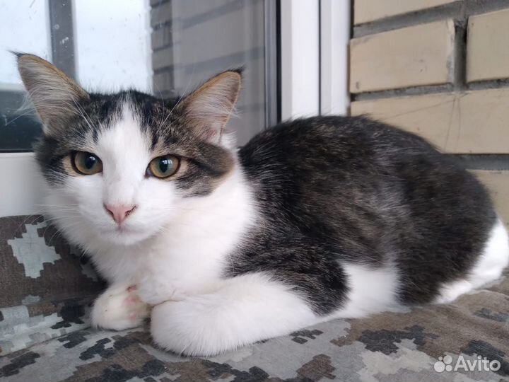 Кошечка в добрые руки