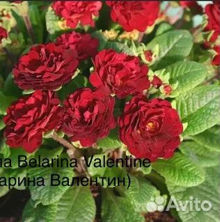 Примула серии Беларина 10 сортов