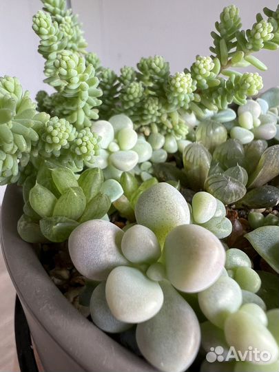 Флорариум суккуленты