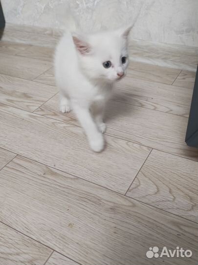 Отдам котенка