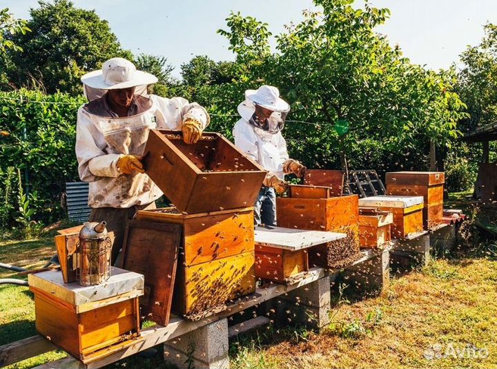 2024 Мед натуральный из Алтая опт