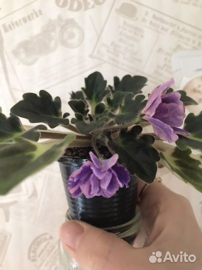 Фиалка сортовая, химера
