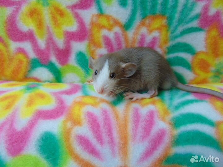 Крысы, крысята дамбо, гамак в подарок, клетки