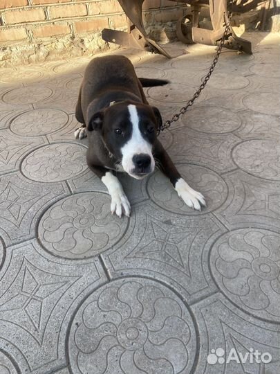 Отдам собаку в добрые руки