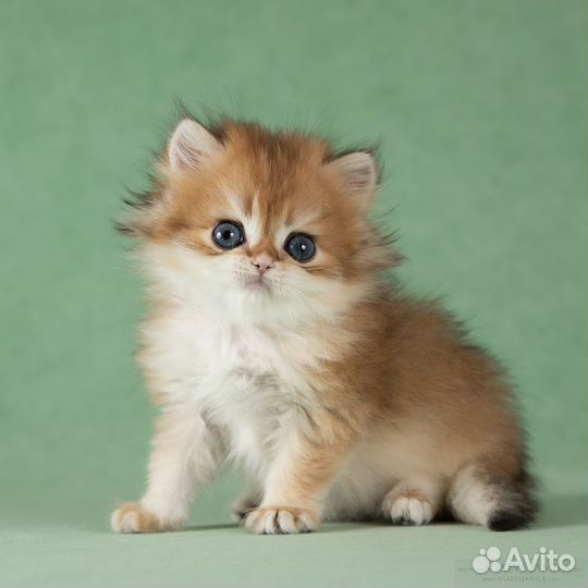 Котята золотые британские длинношёрстные шиншиллы