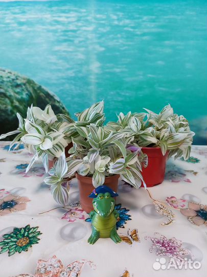 Традесканция