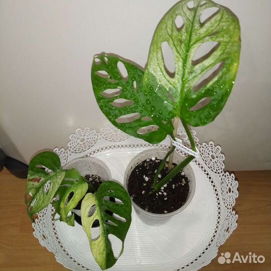Монстеры разных видов