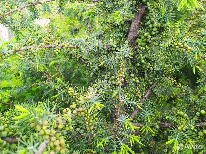 Можевельник обыкновенный (Juniperus communis)