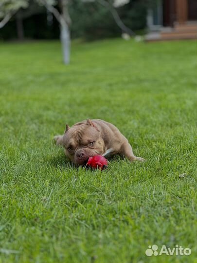 Вязка Американский булли микро экзот