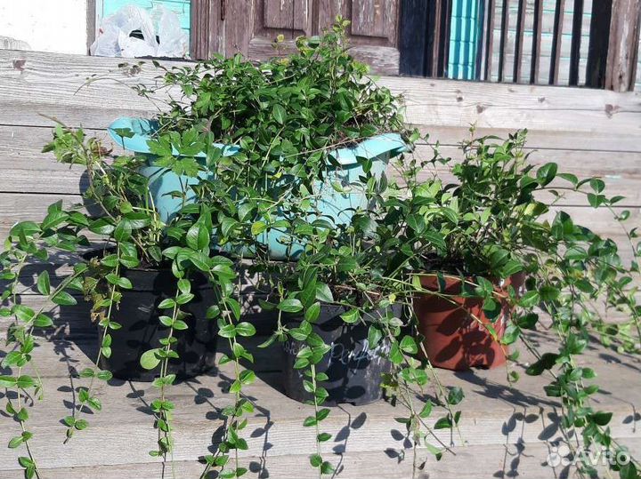 Барвинок (садовые цветы)