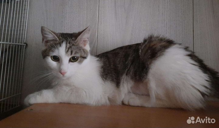 Кошечка- подросток