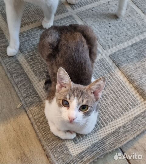 Кошка в дар