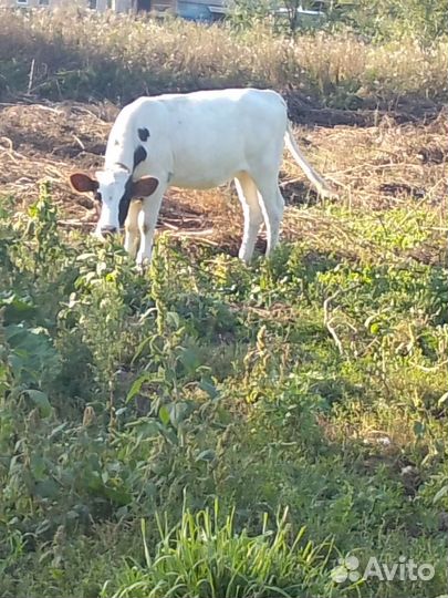Продам телку