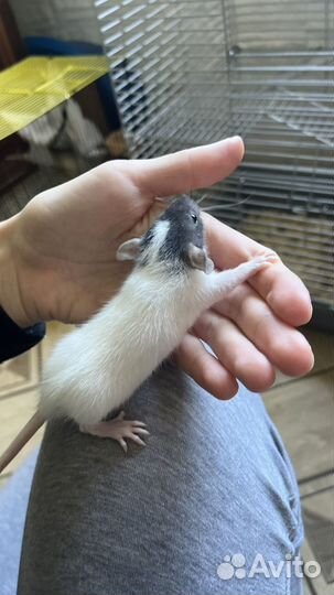 Крысята дамбо