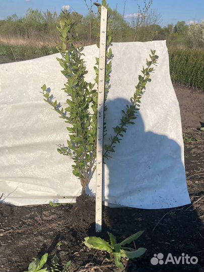 Кизильник блестящий