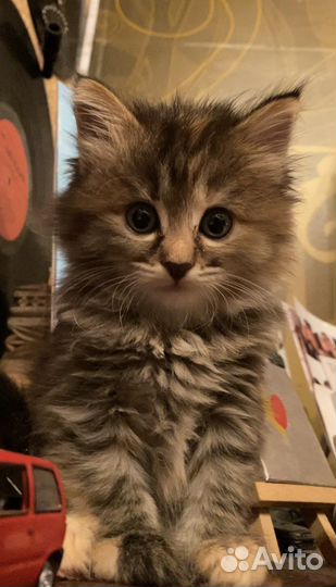 Кошка в дар