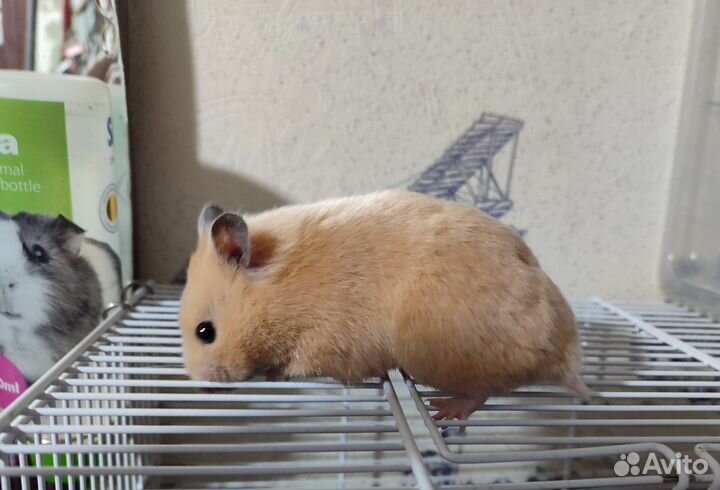 Сирийские хомячки. Самочки