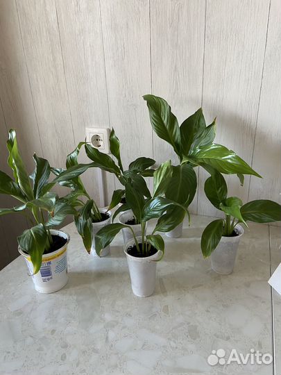 Спатифиллум