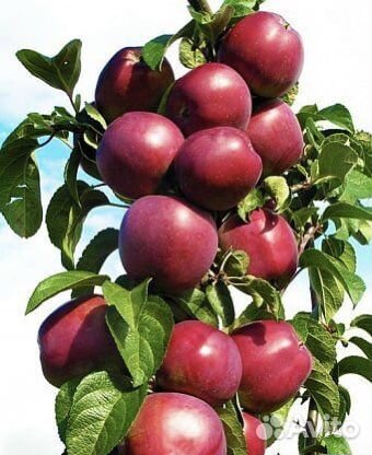 Саженцы колоновидной яблони Джин