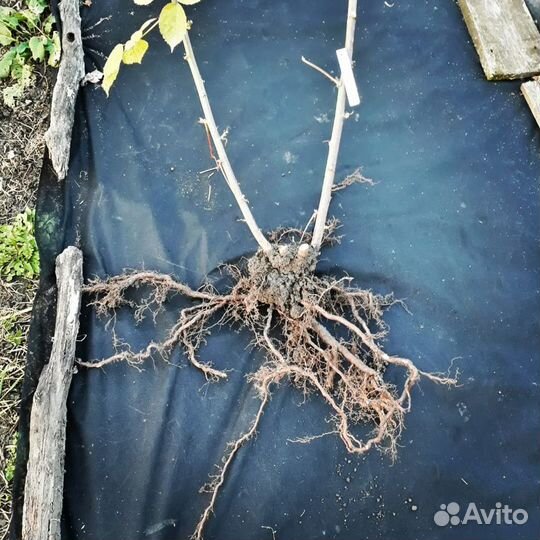 Маточные корни ежевики
