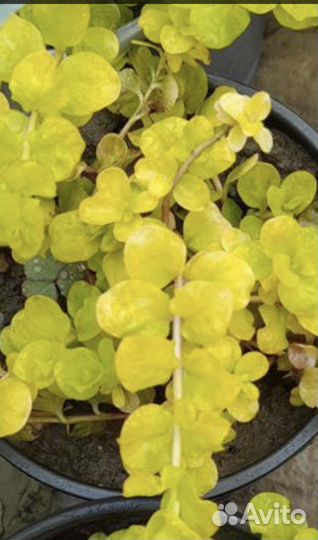 Ясколка; вербейник: саженцы, почвопокровники