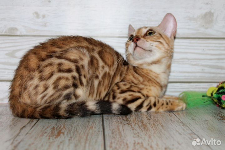 Бенгальская