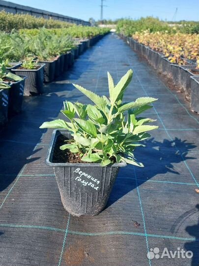 Декоротивные растения в ассортименте