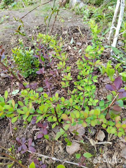 Барбарис тунберга