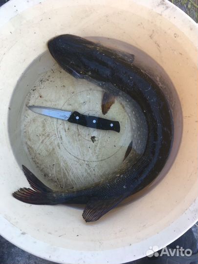 Живец (опт и розница) зарыбление