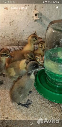 Утята Индийского бегуна