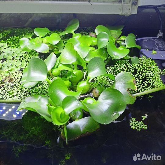 Мексиканский карликовый рак