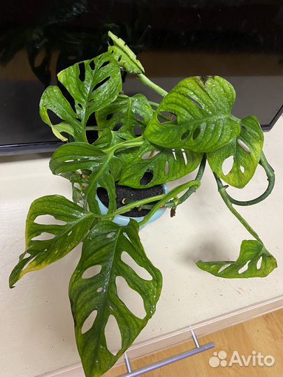 Монстера манки фикус твиллайт