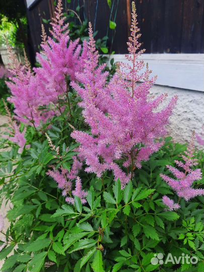 Многолетние цветы